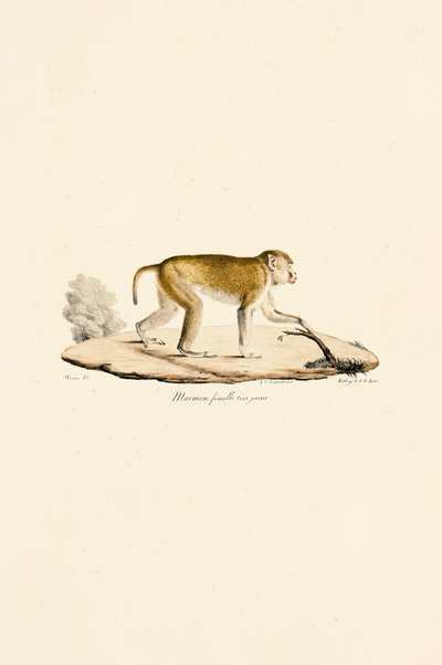  da Jacques Christophe Werner