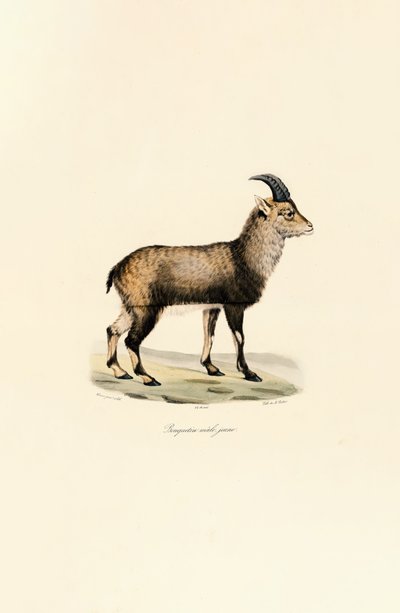  da Jacques Christophe Werner