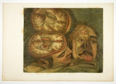 Dissezione cranica, tavola cinque da Anatomia della testa, in Dipinti a stampa da Jacques Fabien Gautier d