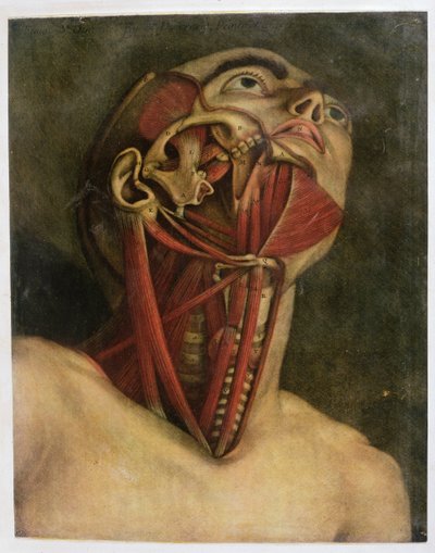 Sezione trasversale del lato destro del collo e del viso, c.1745 da Jacques Fabien Gautier d
