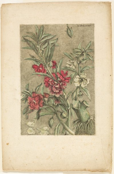 Impatiens, da Collection des plantes usuelles, curieuses, et étrangères da Jacques Fabien Gautier d