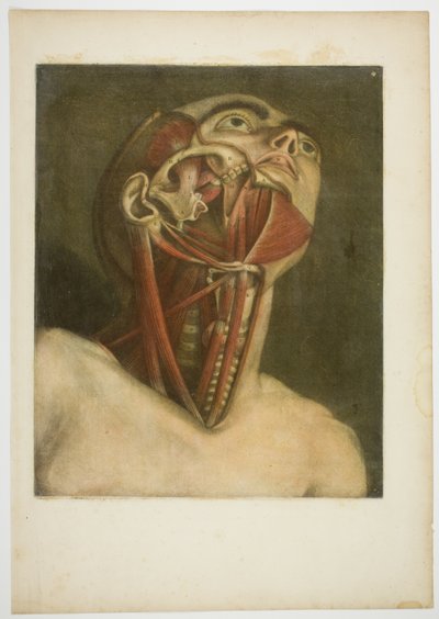 Muscoli del collo, piastra tre da Muscolatura completa in dimensioni e colori naturali da Jacques Fabien Gautier d
