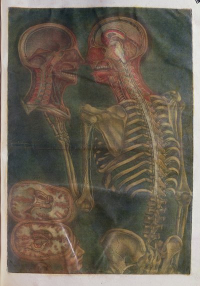 Il cervello e il midollo spinale, da 