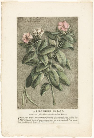La pervinca di Giava, da Collezione di piante usuali, curiose e straniere da Jacques Fabien Gautier d