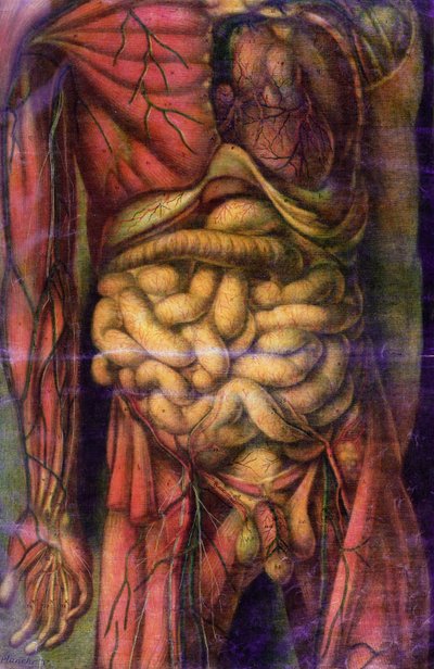 Torso di un uomo che mostra gli intestini, da 