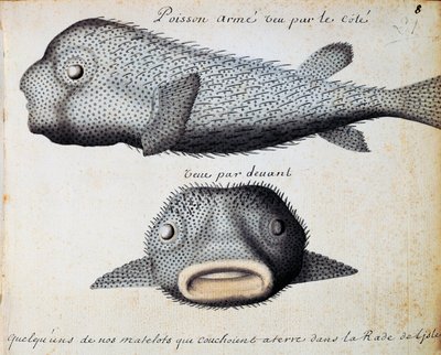 Pesce corazzato, viste frontale e laterale, isola di Sao Vicente, Capo Verde, acquerello dal diario di bordo di Jacques Gouin de Beauchesne (1652-1730), capitano della Compagnie royale de la Mer du Sud, dal 1698 al 1701, Francia da Jacques Gouin de Beauchesne