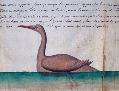 Uccello chiamato Foux (Booby), isola di Sao Vicente, Capo Verde, acquerello dal diario di bordo di Jacques Gouin de Beauchesne, capitano della Compagnie royale de la Mer du Sud, dal 1698 al 1701, Francia da Jacques Gouin de Beauchesne