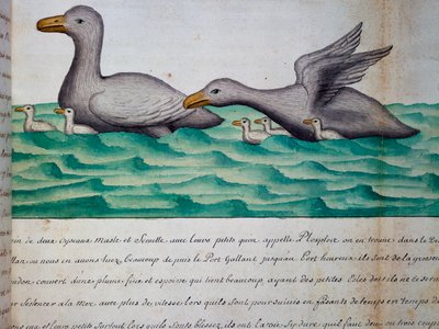 Anatre chiamate Ploplos, Stretto di Magellano, acquerello dal diario di bordo di Jacques Gouin de Beauchesne, capitano della Compagnie royale de la Mer du Sud, dal 1698 al 1701, Francia da Jacques Gouin de Beauchesne