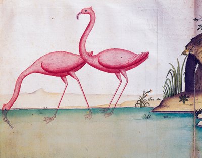 Fenicotteri rosa, Isole Galapagos, acquerello dal diario di bordo di Jacques Gouin de Beauchesne, capitano della Compagnie royale de la Mer du Sud, dal 1698 al 1701, Francia da Jacques Gouin de Beauchesne