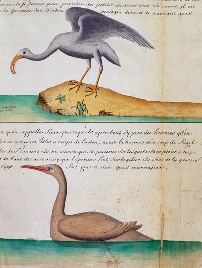 Uccello sconosciuto e uccello chiamato Foux (Booby), isola di Sao Vicente, Capo Verde, acquerello dal diario di bordo di Jacques Gouin de Beauchesne, capitano della Compagnie royale de la Mer du Sud, dal 1698 al 1701, Francia da Jacques Gouin de Beauchesne