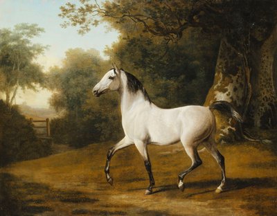 Stallone arabo grigio in un paesaggio boscoso da Jacques Laurent Agasse