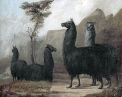 Alpaca da Jacques Laurent Agasse