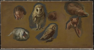 Studi di una Volpe, un Barbagianni, una Pavoncella e la Testa di un Giovane da Jacques Laurent Agasse