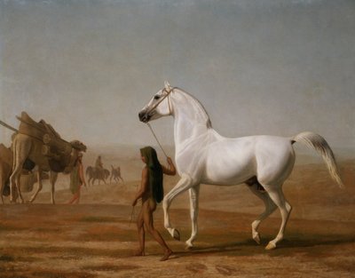Il cavallo arabo grigio Wellesley condotto attraverso il deserto da Jacques Laurent Agasse
