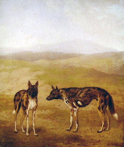 Due cani da caccia africani da Jacques Laurent Agasse