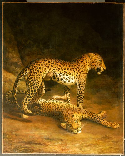 Due leopardi sdraiati all