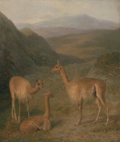 Vicuñas da Jacques Laurent Agasse