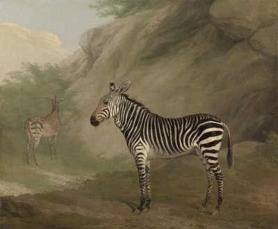 Zebra da Jacques Laurent Agasse