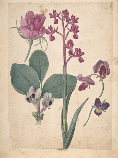 Un Foglio di Studi di Fiori: Una Rosa, un Pensiero, un Pisello Odoroso, un Pisello da Giardino..., XVI secolo da Jacques Le Moyne