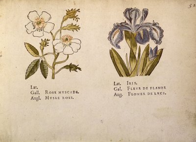 Rosa e iris, da La Clef des Champs da Jacques Le Moyne