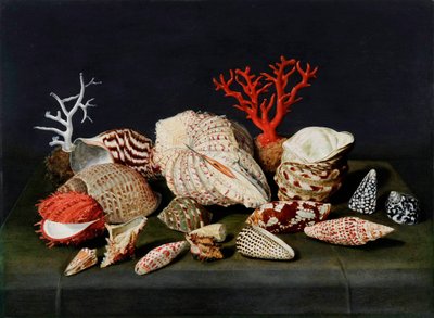 Natura morta con conchiglie e coralli da Jacques Linard