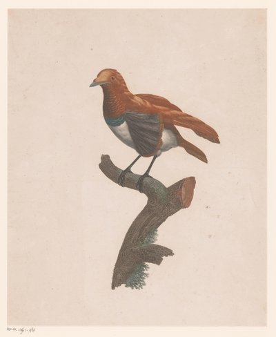 Uccello su un ramo da Jacques Louis Perée
