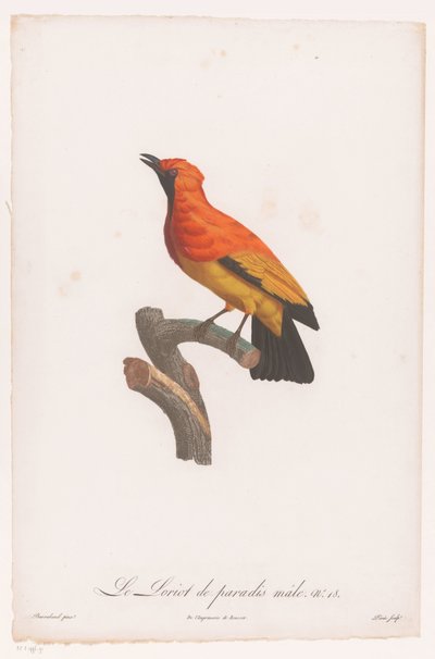 Uccello del paradiso maschio su un ramo da Jacques Louis Perée