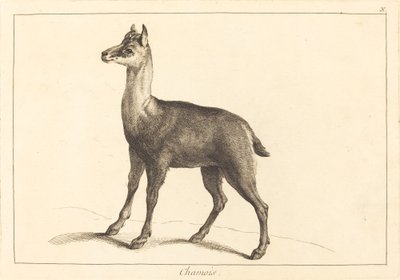 Camoscio da Jacques Philippe Le Bas and Jean Eric Rehn after Jean Baptiste Oudry