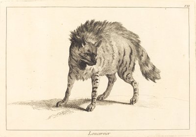 Loucervier (Iena) da Jacques Philippe Le Bas and Jean Eric Rehn after Jean Baptiste Oudry