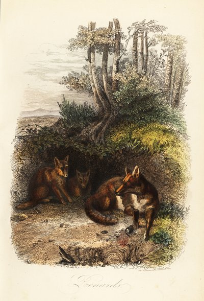 Famiglia di volpi rosse, Vulpes vulpes, fuori da una tana da Jacques Raymond (after) Brascassat