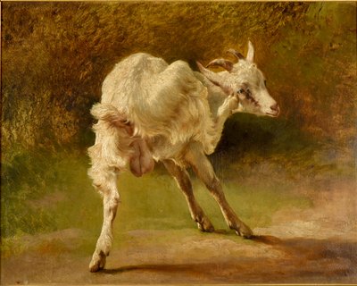 Capra bianca che si gratta la testa da Jacques Raymond Brascassat
