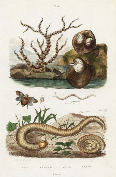 Corallo di bambù, vongola cuore di bue e cicaline da Jacques Reyne Isidore Acarie Baron