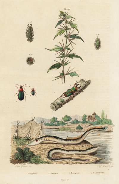 Lampreda di mare e coleotteri da Jacques Reyne Isidore Acarie Baron