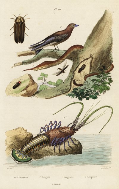 Aragosta spinosa, rondine di bosco, lucciola e serpente naso di foglia da Jacques Reyne Isidore Acarie Baron