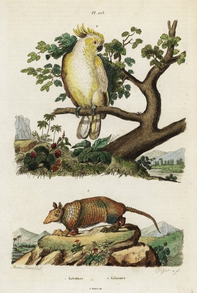Cacatua crestato giallo e armadillo da Jacques Reyne Isidore Acarie Baron