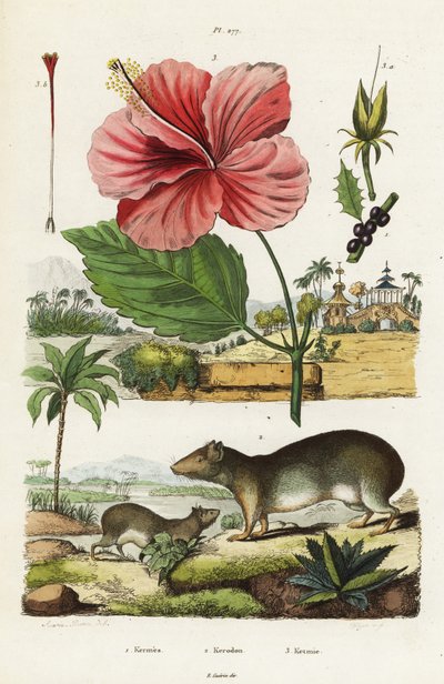 Cavia rocciosa e ibisco cinese da Jacques Reyne Isidore Acarie Baron