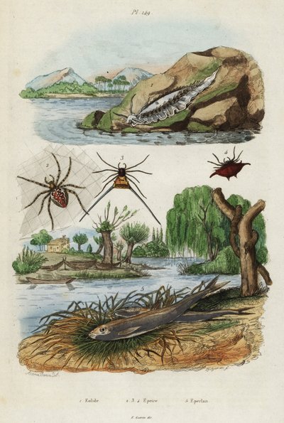 Lumaca di mare, ragno da giardino e sperlano europeo, 1834-1839 (incisione) da Jacques Reyne Isidore Acarie Baron