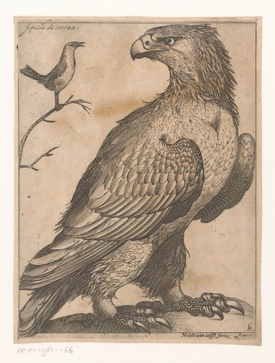 Aquila da Jacques de Fornazeris