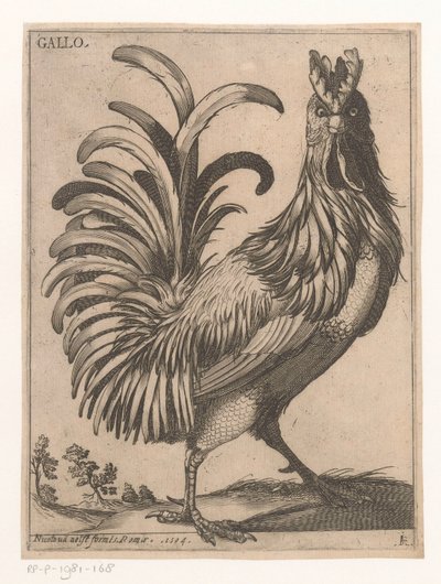 Gallo da Jacques de Fornazeris