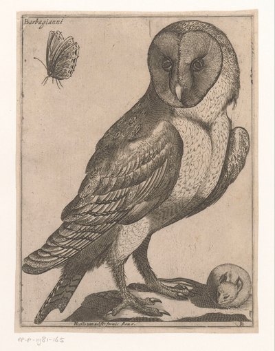Barbagianni da Jacques de Fornazeris