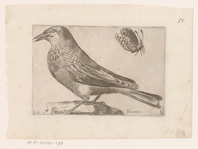 Storno (Vogels) da Jacques de Fornazeris