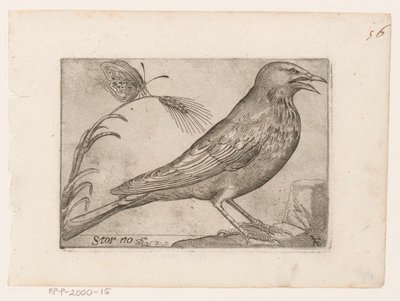 Storno (Sturnus vulgaris, Uccelli) da Jacques de Fornazeris