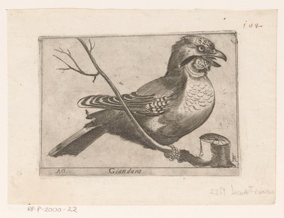 Ghiandaia (Garrulus glandarius) da Jacques de Fornazeris