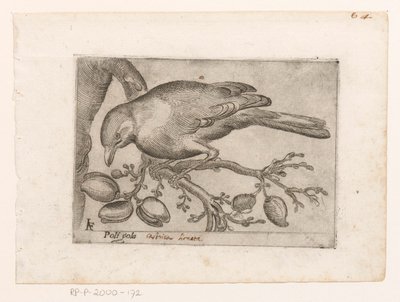 Uccello da Jacques de Fornazeris