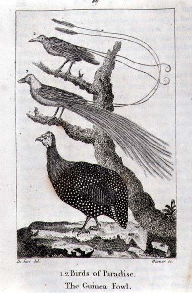 Uccelli del Paradiso e una faraona, da 