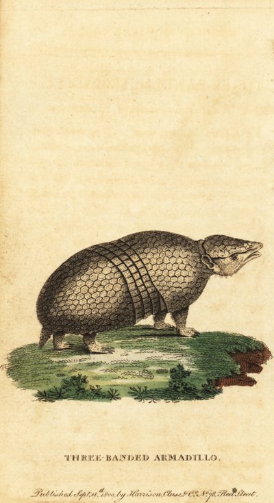 Armadillo brasiliano a tre fasce, Tolypeutes tricinctus, 1800 da Jacques de Seve