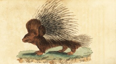 Istrice crestato, Hystrix cristata (incisione) da Jacques de Seve