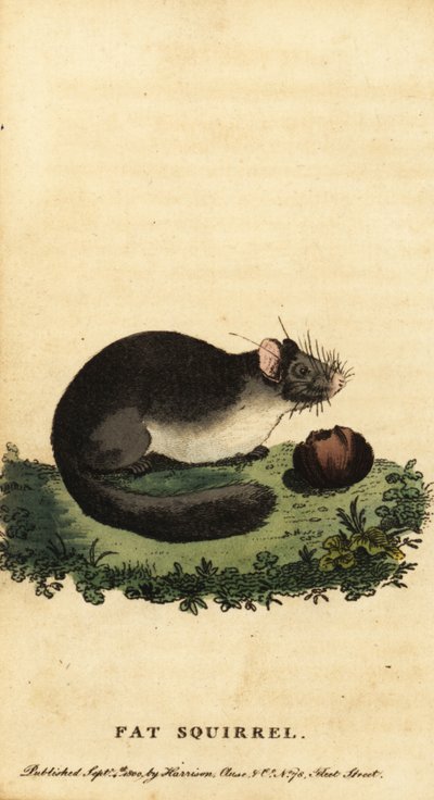 Ghiro comune o ghiro grasso, Glis glis, 1800 (incisione) da Jacques de Seve