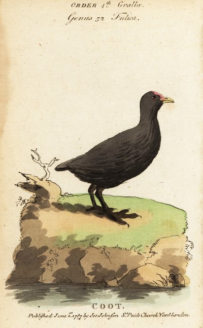 Folaga eurasiatica, Fulica atra da Jacques de Seve