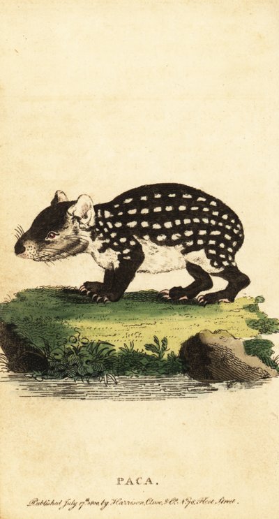 Paca delle pianure o paca maculata, Cuniculus paca (incisione) da Jacques de Seve